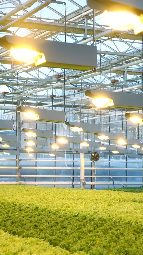 Horticultural Lighting